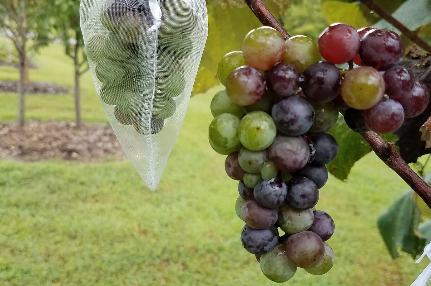 Best grapes to grow in in zone 7 General Fruit Growing Growing Fruit