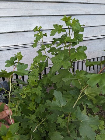 PXL_20240527_213054350