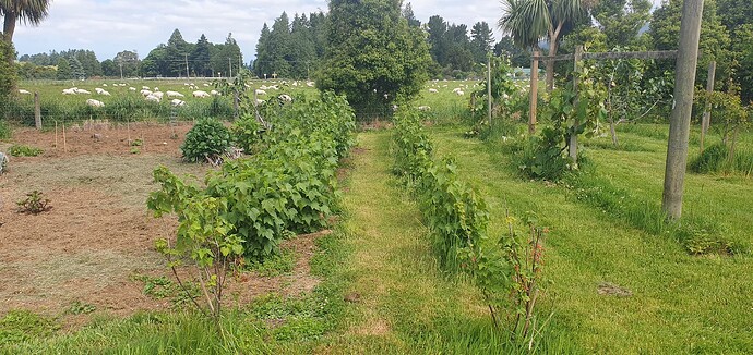 20250125_184853_new_currant1