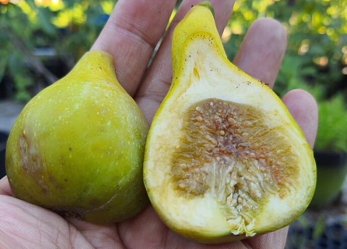 LaRadeck EBT 3 (eastern brown turkey ) 07-02-21