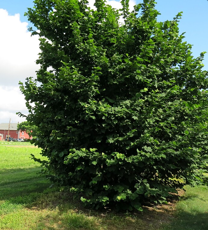 Nut Growers Meeting Long Island 10/14/23 General Fruit Growing