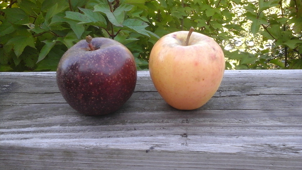 Which apples do you have ripening now? General Fruit Growing