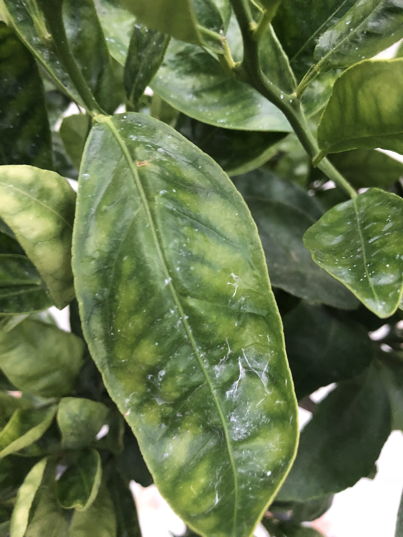 Mottled yellow mandarin leaves (potted) General Fruit Growing