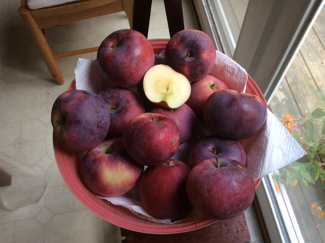 William's Pride apple is it good? Page 4 General Fruit Growing