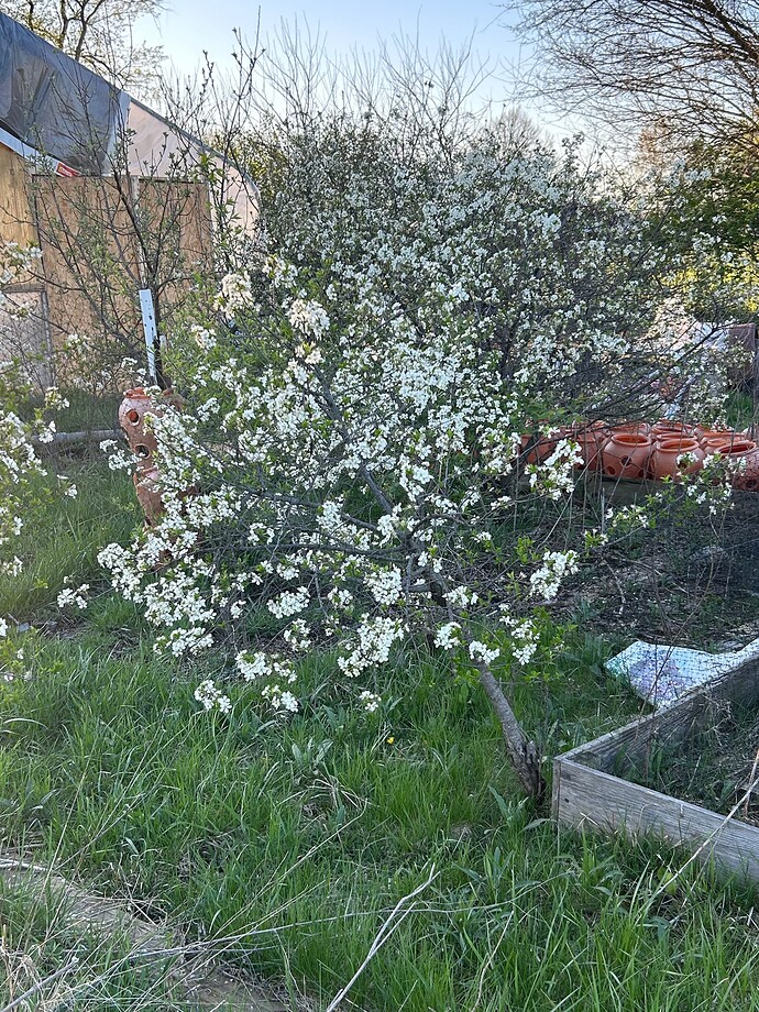 Carmine jewell versus Juliet cherries General Fruit Growing Growing