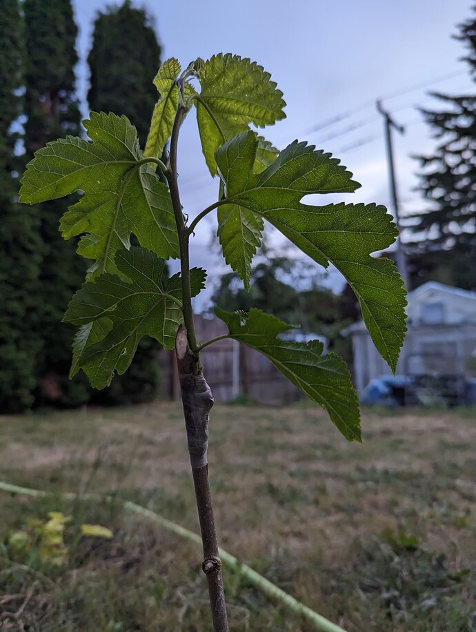 PXL_20230616_035331179