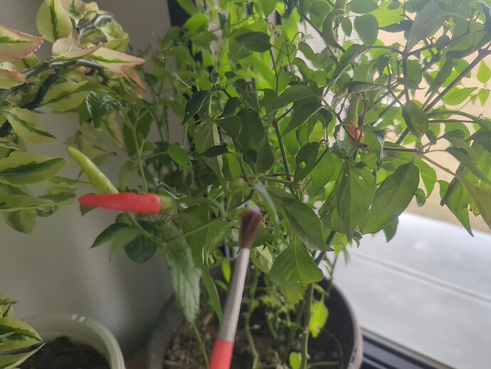 17390376212681452654987585179527