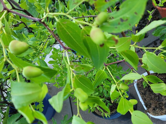 16607376626667615958273593757328