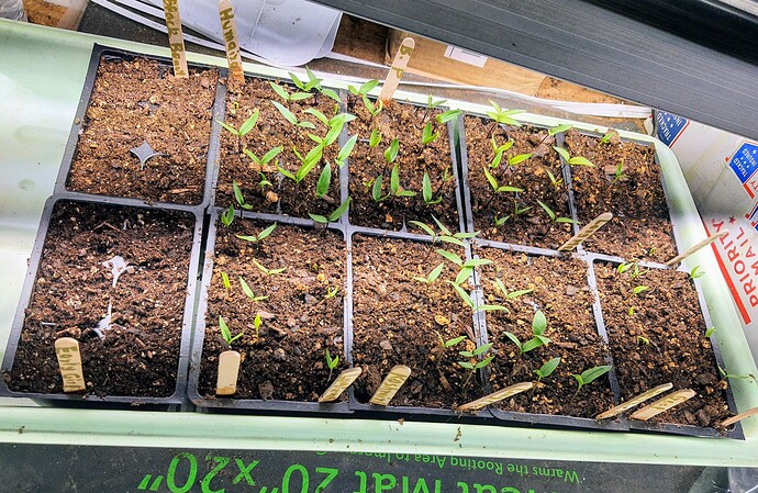 Hot Peppers 03-25-22