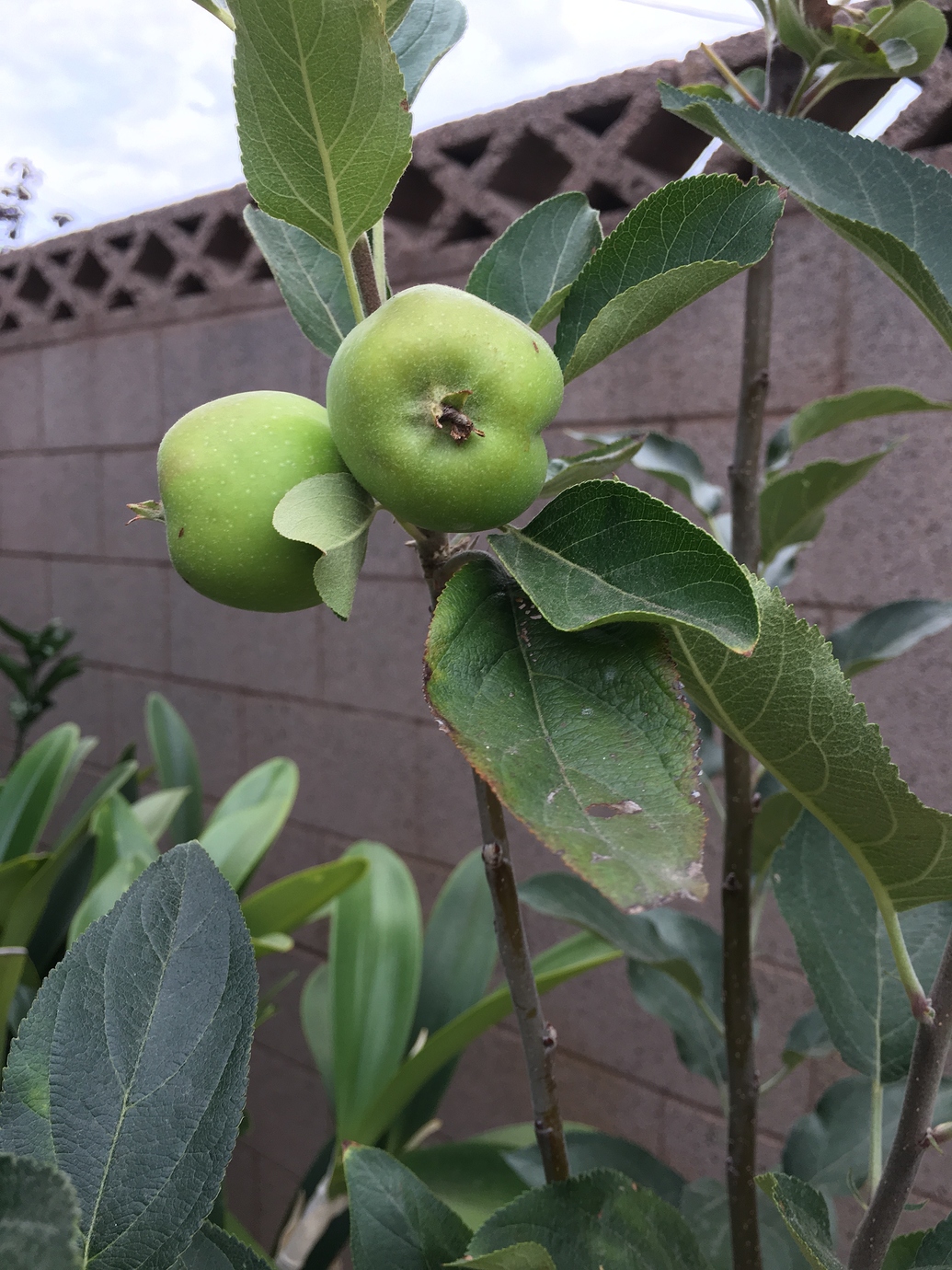Hawaii apple variety General Fruit Growing Growing Fruit