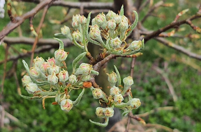 Pears 04-02-22.jpg 3