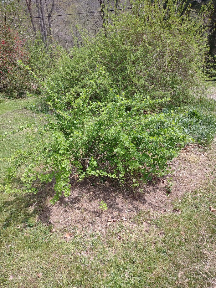 IMG_20250420_124636461