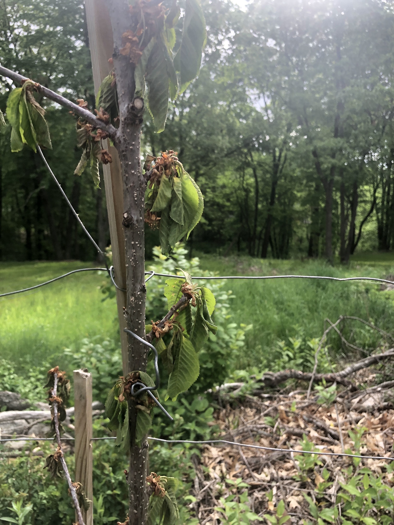 Sweet Cherry suddenly wilting General Fruit Growing Growing Fruit