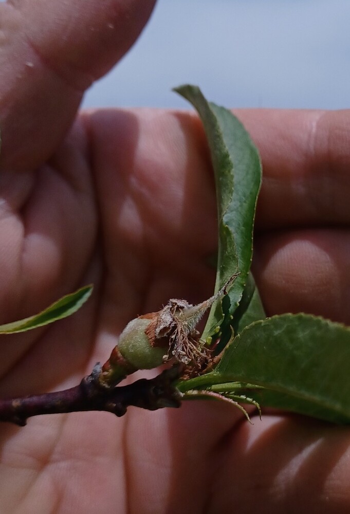 Screenshot_20250410_132607_Gallery