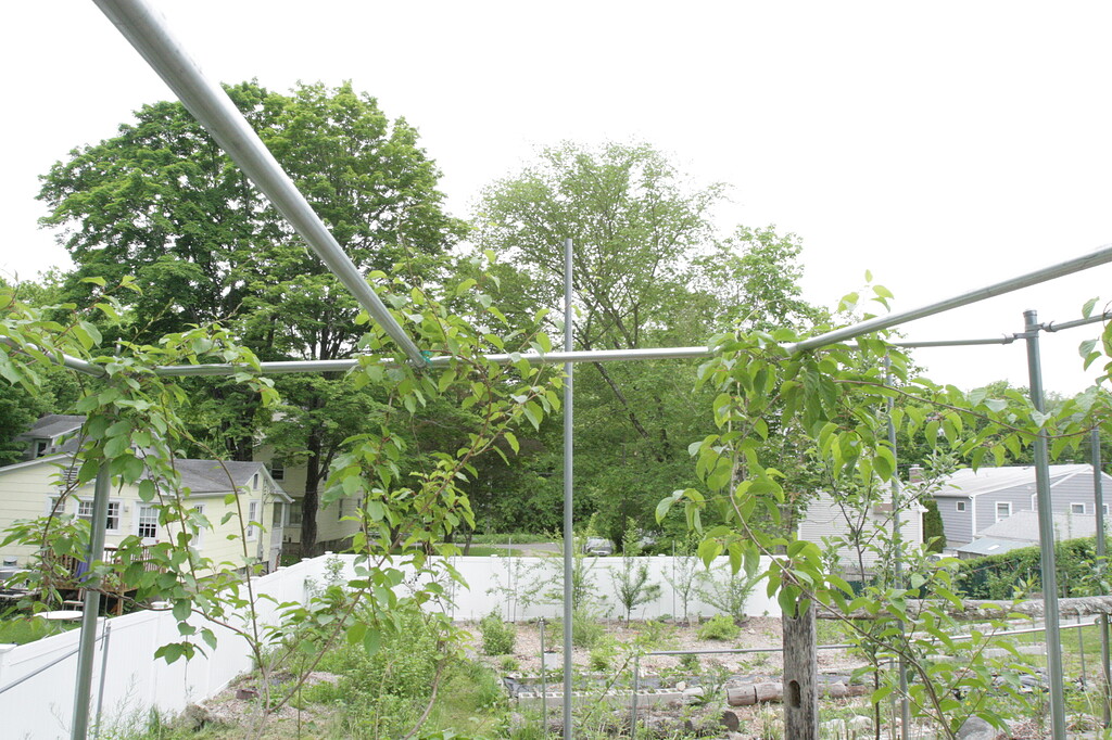 Kiwi Trellis/Arbor General Fruit Growing Growing Fruit