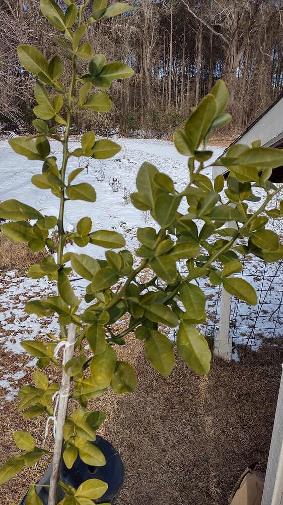 IMG_20250124_094129213_HDR