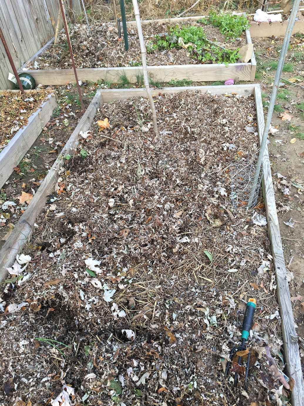 Rake and dispose or rake and use as mulch - Page 2 - General Fruit ...