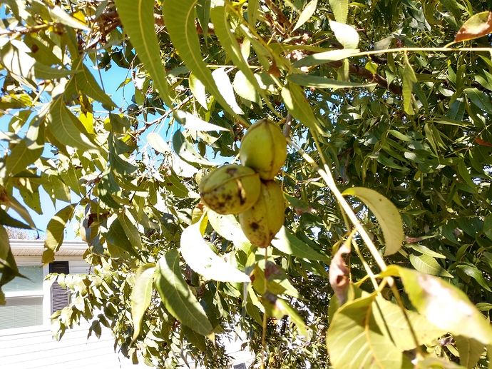 IMG_20181021_110212759_HDR