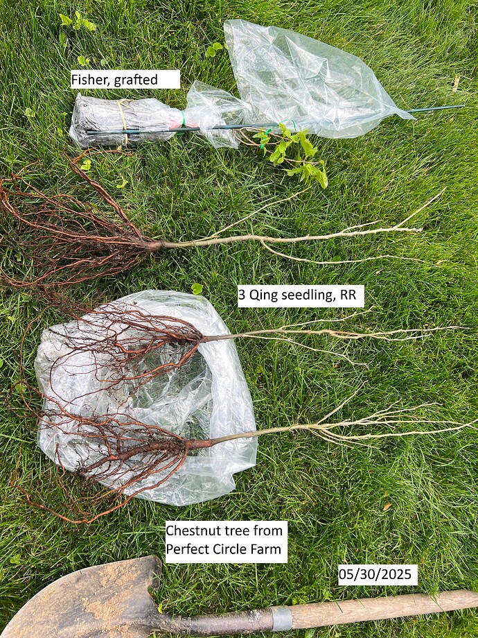 Chestnut_w_trees_05-30-2025