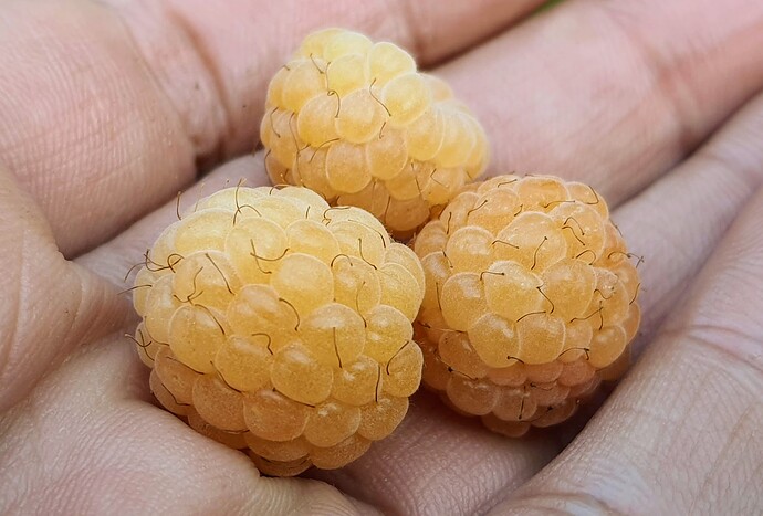 Raberries 06-16-22 3