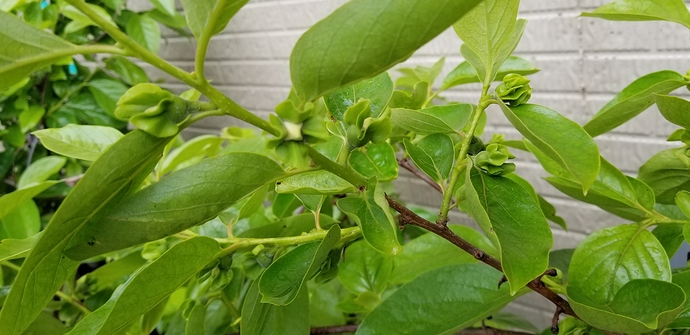 15909310030972205103258335584300