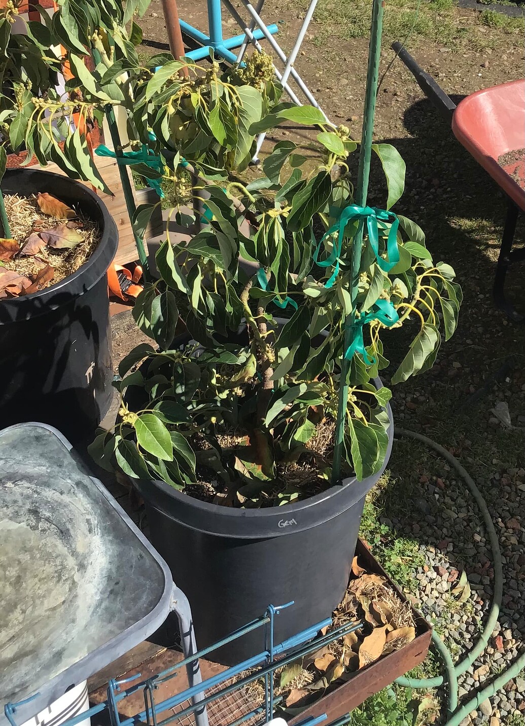 Avocado trees zone 9b General Fruit Growing Growing Fruit