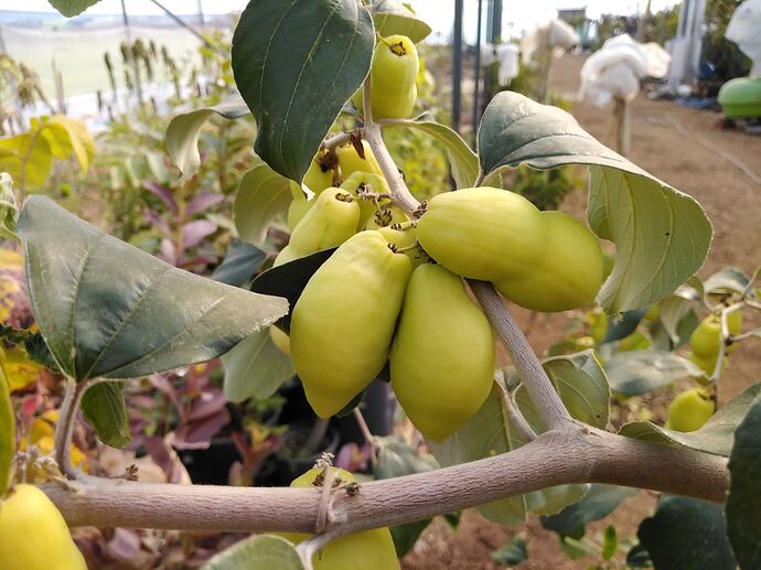 Imagem WhatsApp 2023-02-28 às 11.34.43