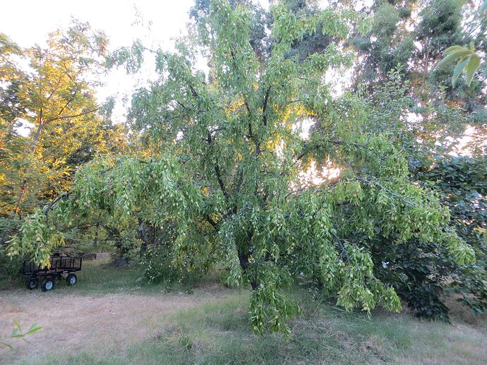 Sherwood jujube 2018