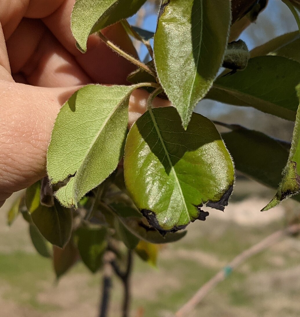 Pear trees with black edges on leaves General Fruit Growing Growing