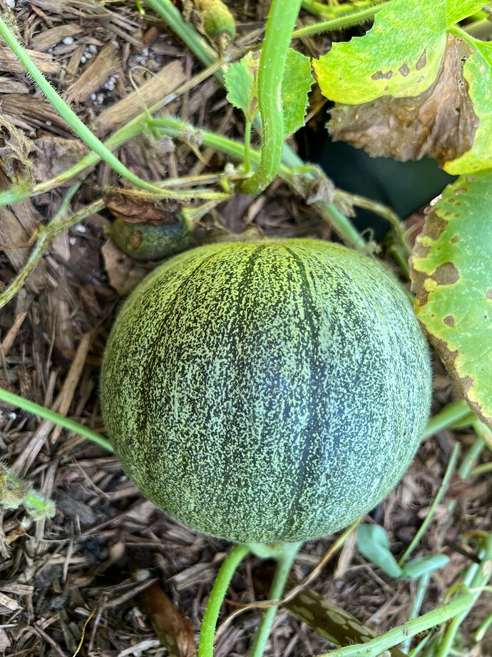 CollectiveFarmWoman