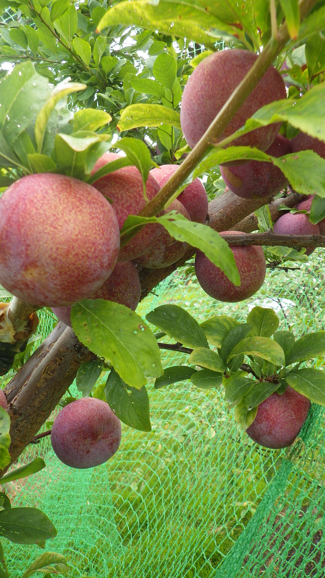 The best plums interspecifics & hybrids to? General Fruit Growing