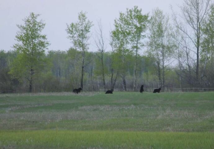 mama and 3 babies earlier this year