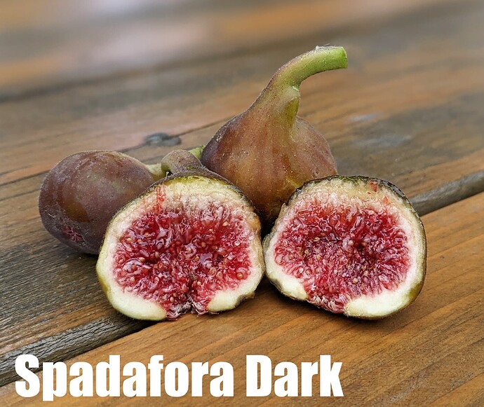 Spadafora Dark_2024