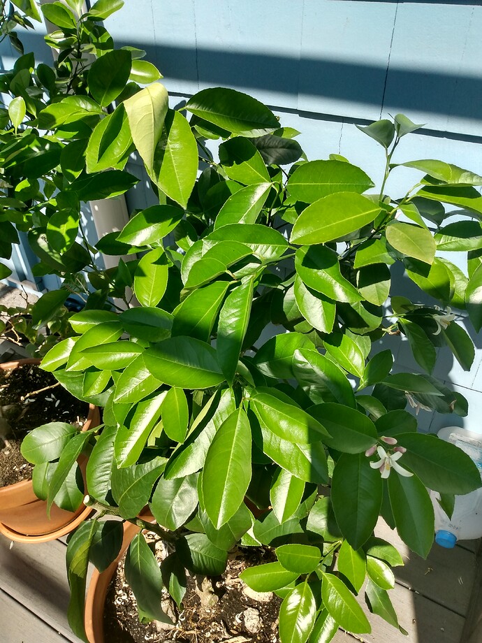 IMG_20220620_095702156_HDR