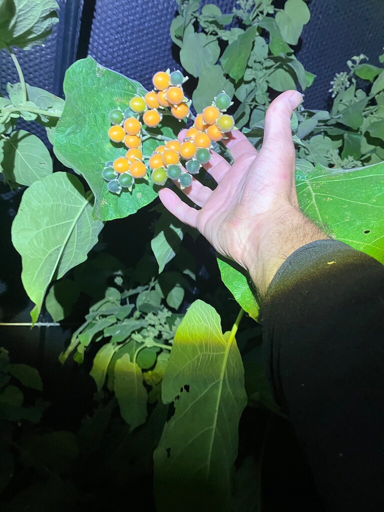 Cyphomandra Abutiloides - Dwarf Tamarillo Samen