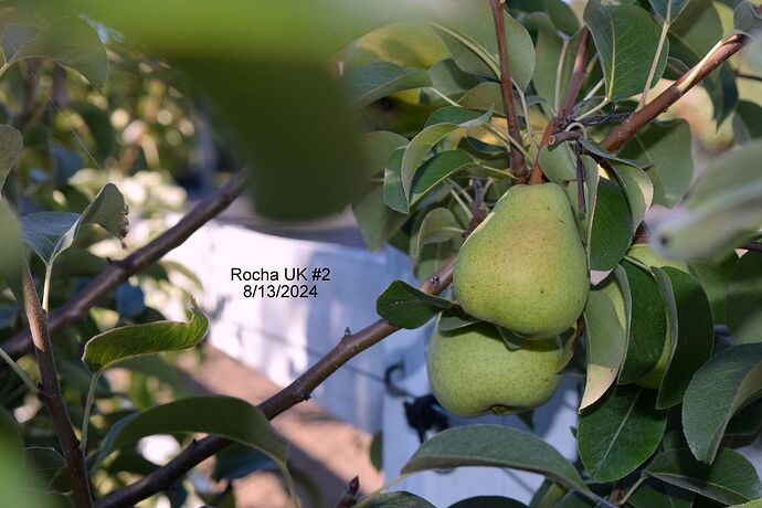 Rocha UK #2RS