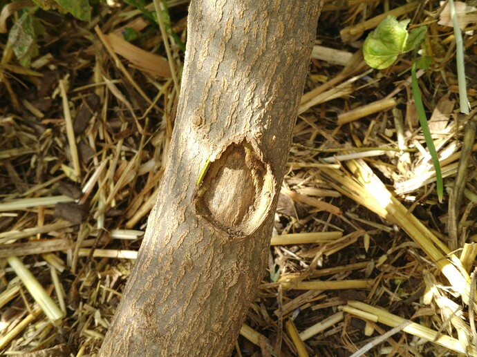 Pomegranate Question General Fruit Growing Growing Fruit