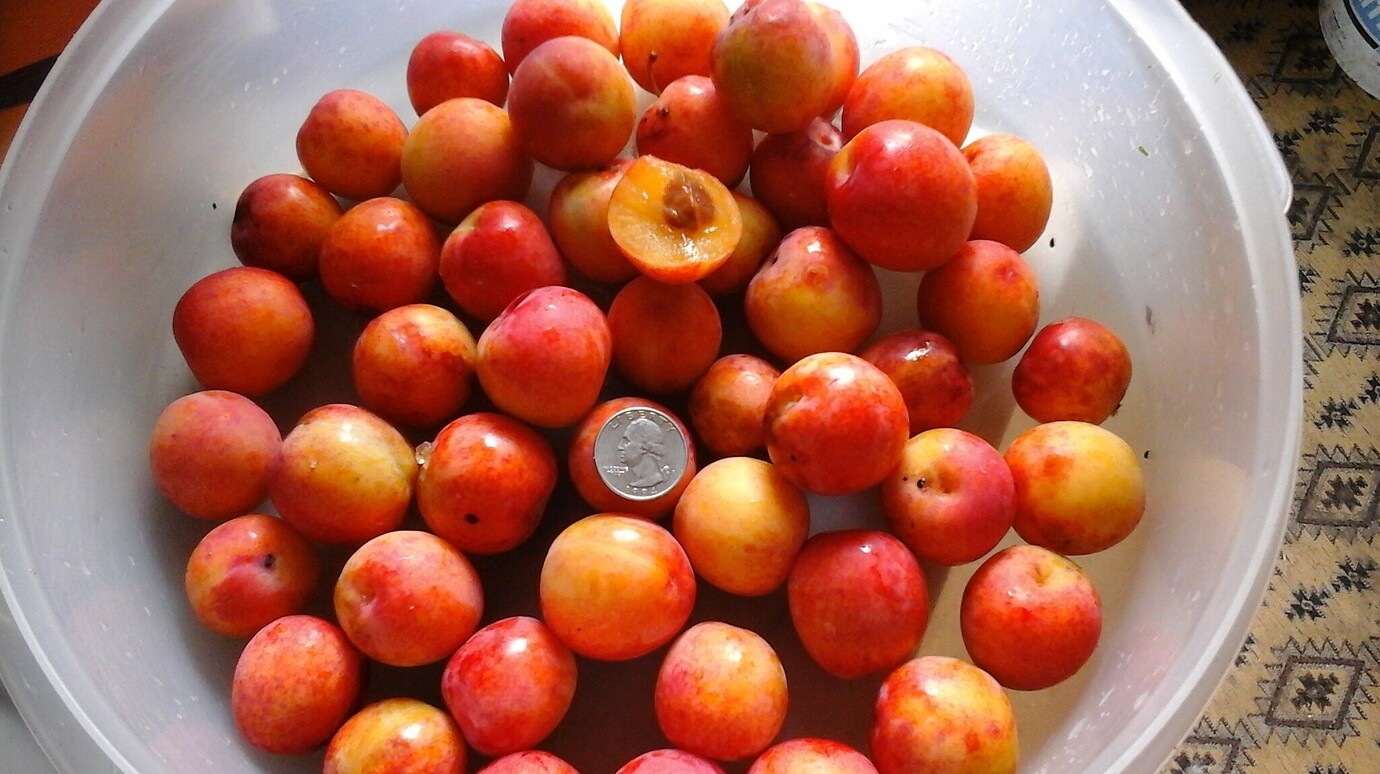 Plums in Maine General Fruit Growing Growing Fruit
