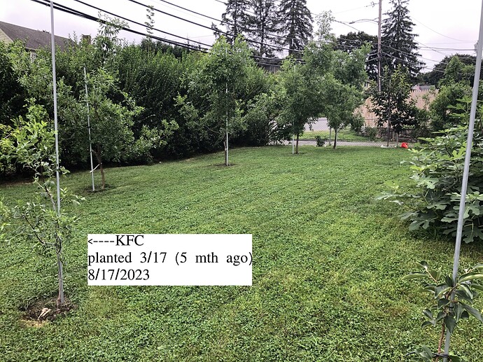 Front_yard_g_08-17-2023