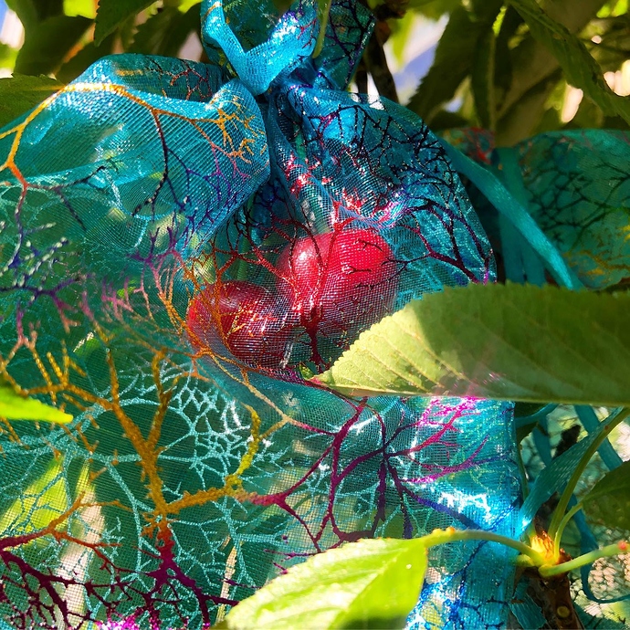 57568447_1386390361504184_4077329930038280192_o