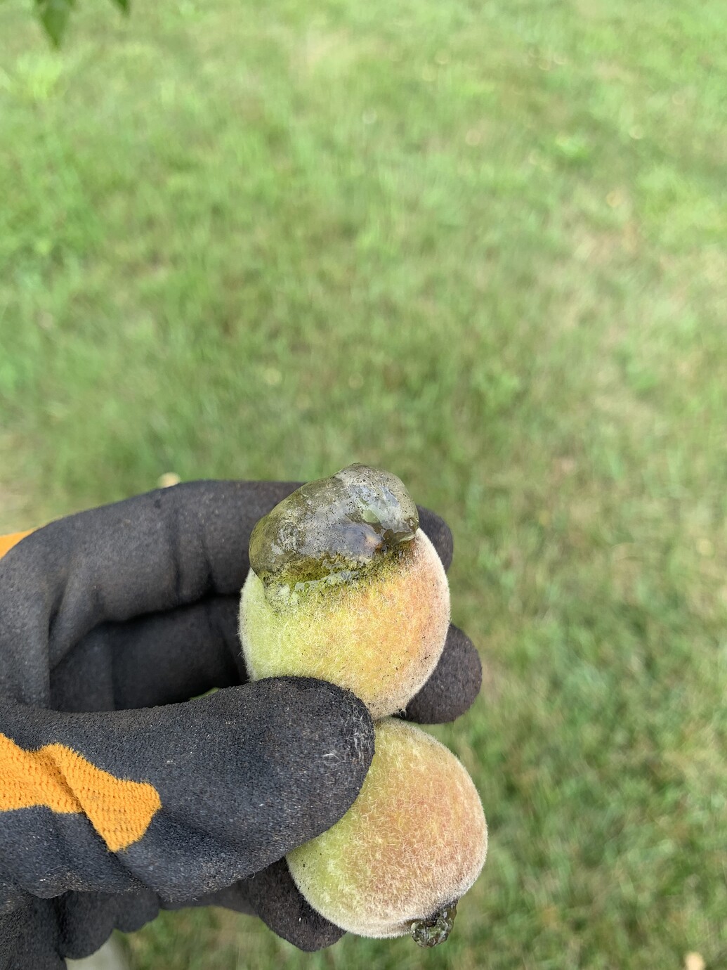 Peaches Oozing Clear Sap General Fruit Growing Growing Fruit