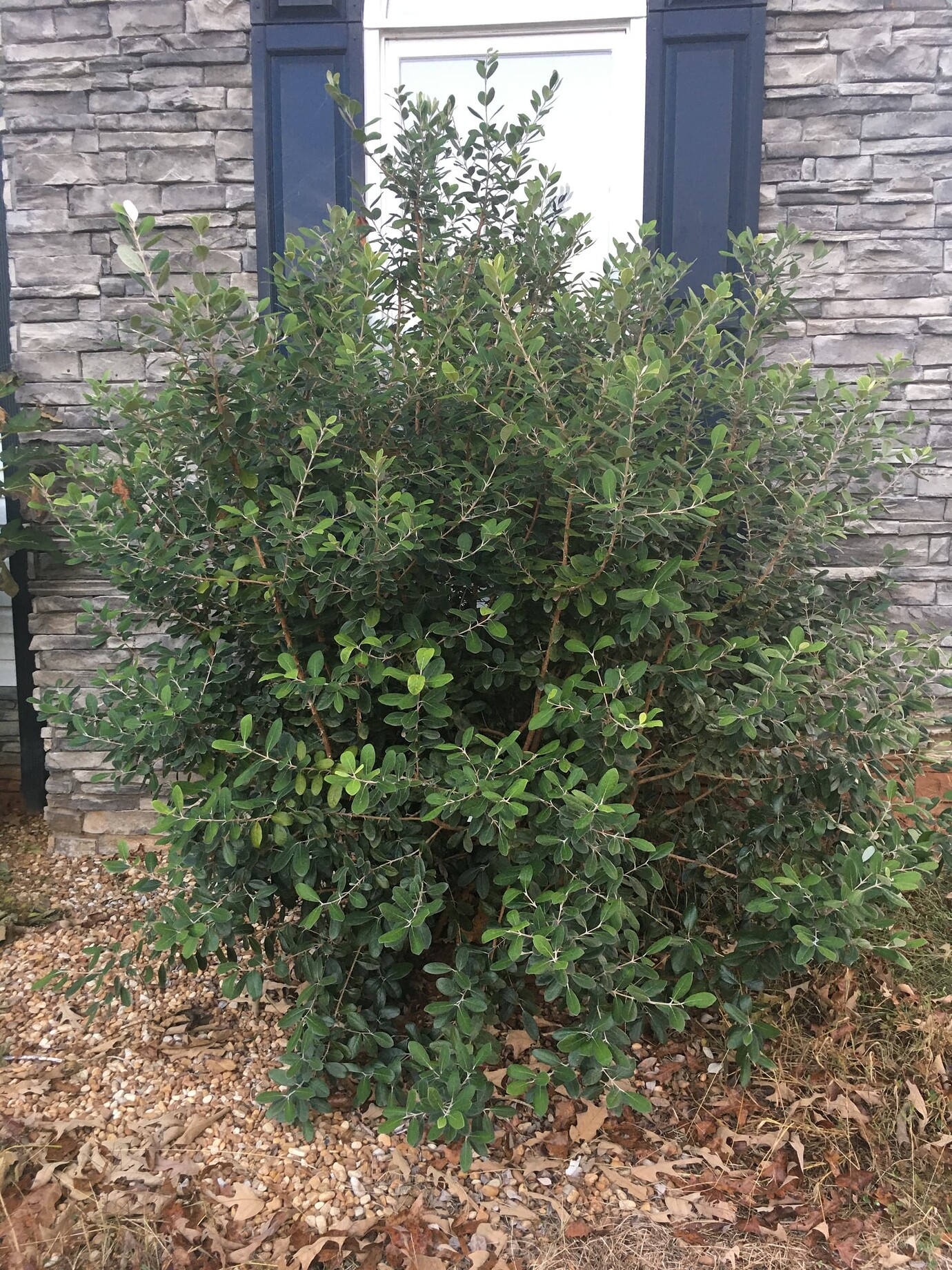 Where can one get named cultivars of pineapple guavas General Fruit