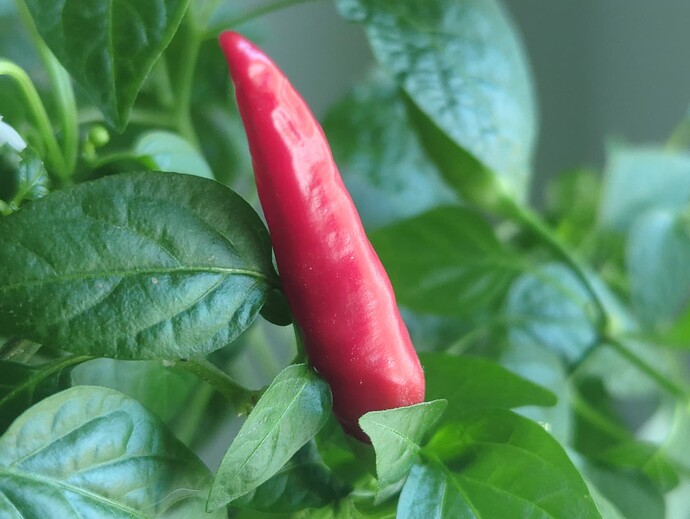 17415513539483098513882197447729