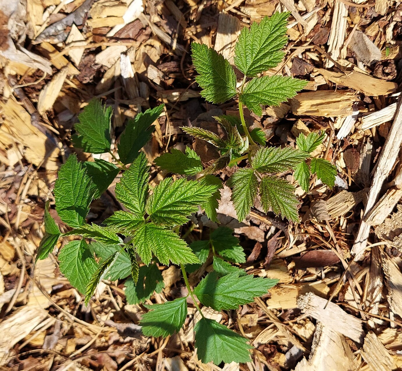 Planting bare root raspberries General Fruit Growing Growing Fruit