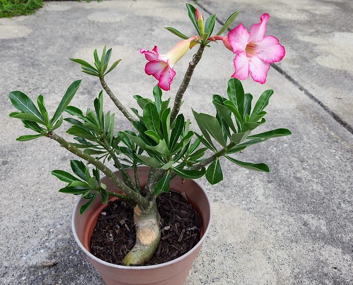 Adenium 08-26-22