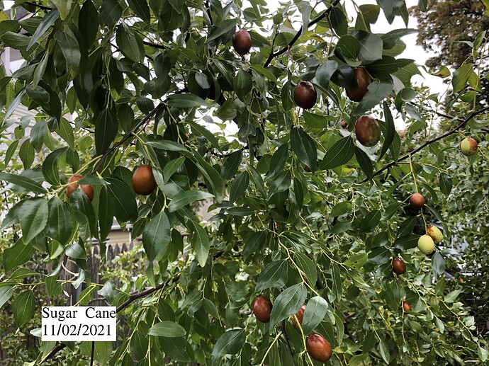 Sugar_Cane_w_11-02-2021