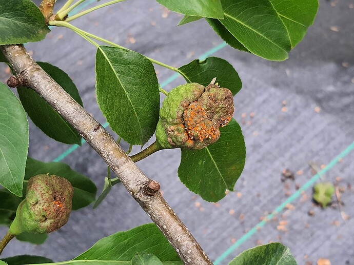 Pears disease 2