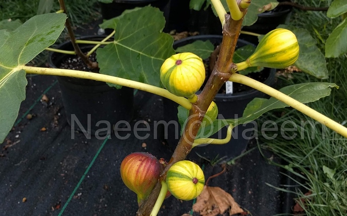 Martinenca%20Rimada%201