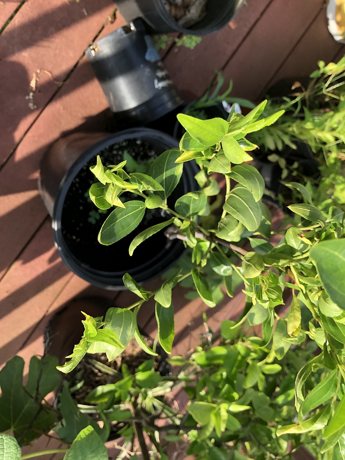 R1T4_Potted_08-02-2020