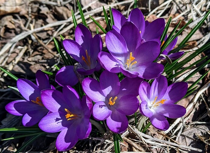 Crocus 03-17-22